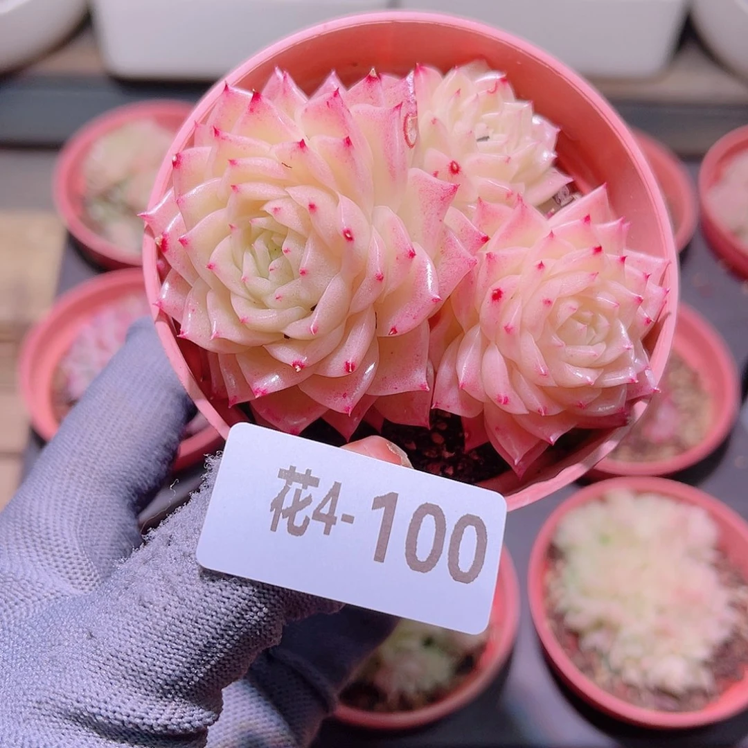 花04-100幻影三头