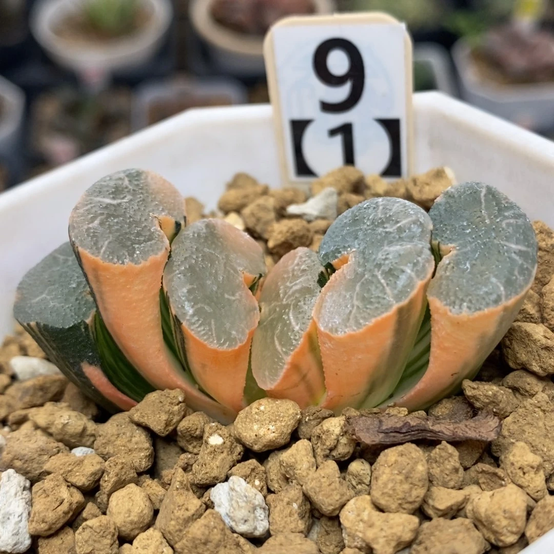 9大绳玉扇锦一物一拍