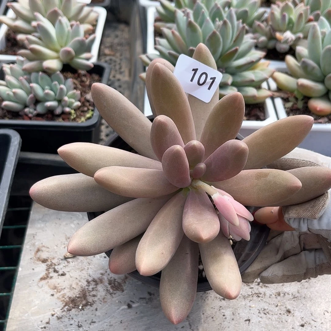 糖果。 101。 11111111