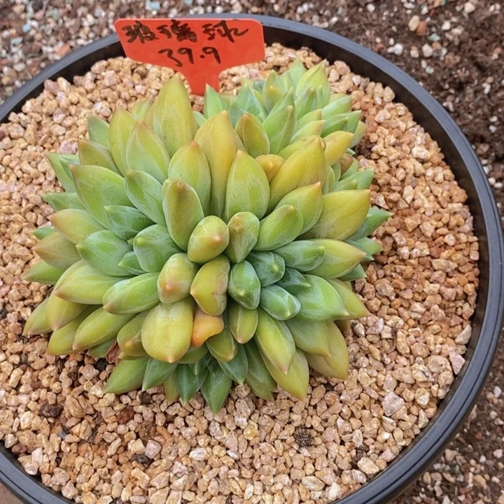 在家闲不住也可以轻松