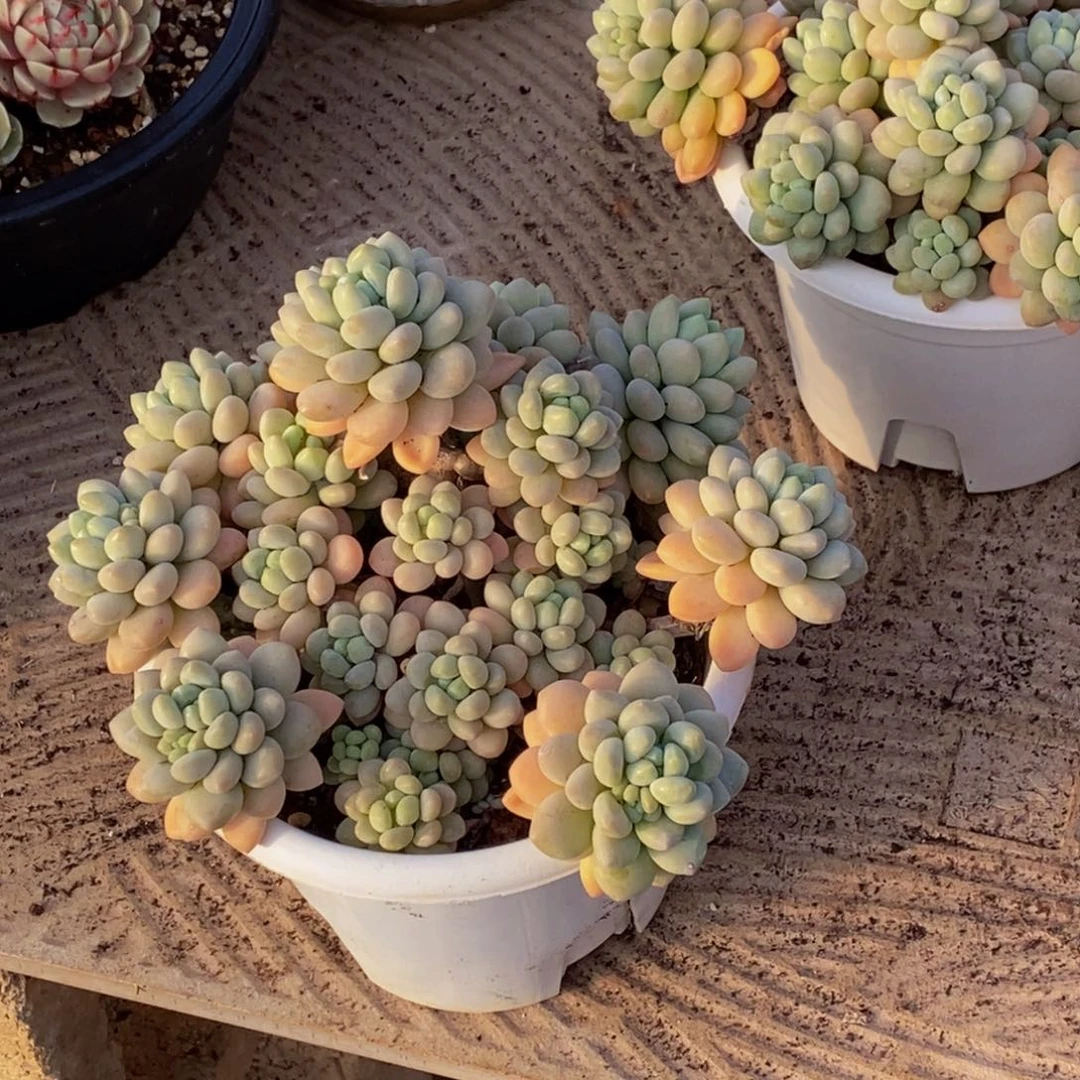 逸*48包邮一物一拍多肉植物