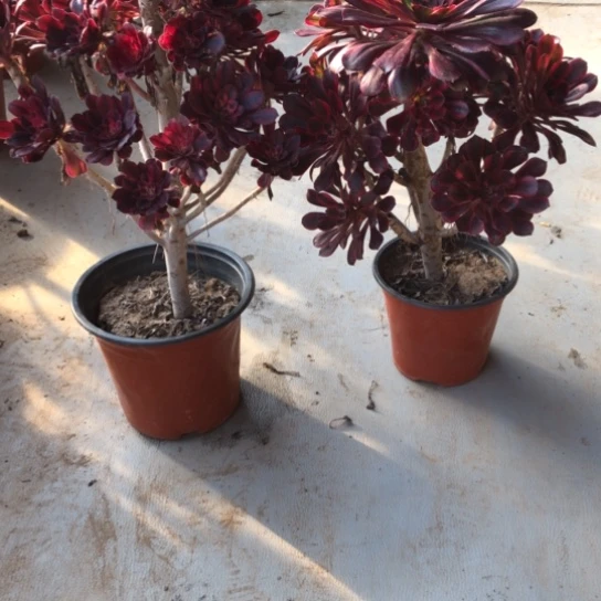 法师多肉植物无*法师872