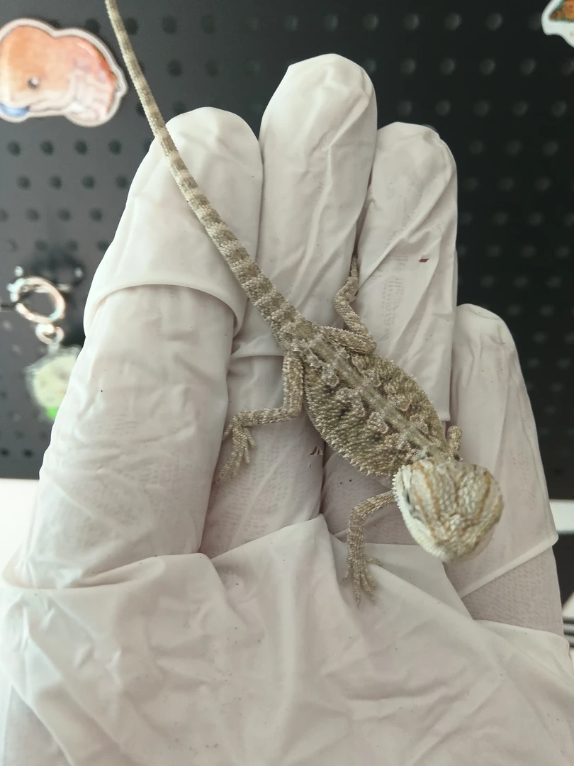 普黄鬃狮蜥小苗，可爱适合新手