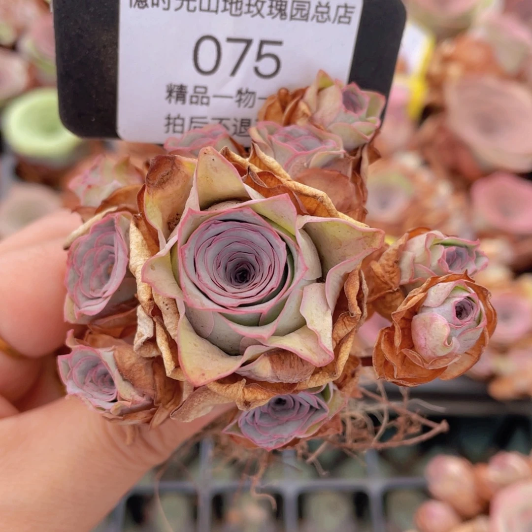 山地玫瑰075裸根发货断枝不包损不售后