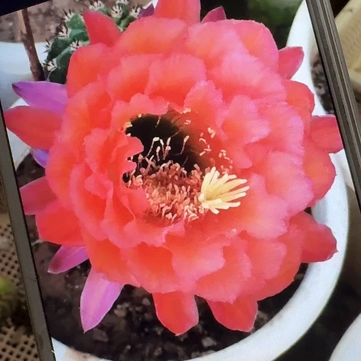 xt 侧芽5公分左右毛花柱（20包邮）