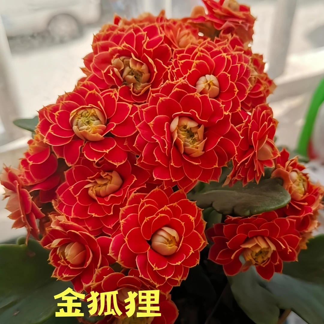 稀有重瓣金狐狸长寿花110盆栽室内绿植观花四季开花好养