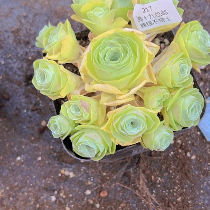 217 裸根不带土福利