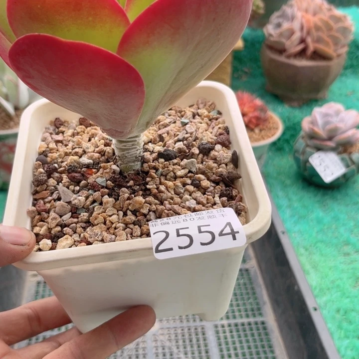 大2554hhjjjjjjjkkkj