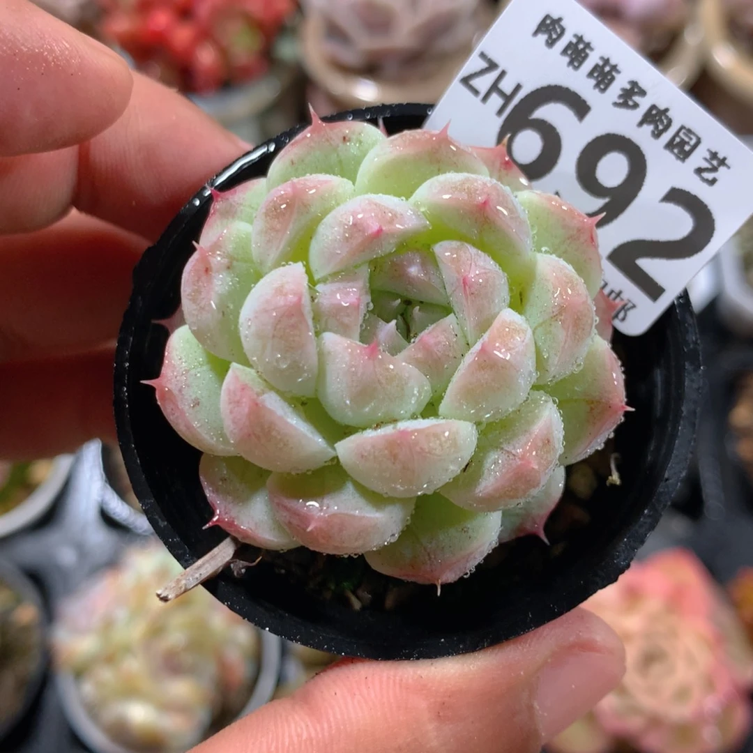 5CM拇指盆精控多肉ZH692
