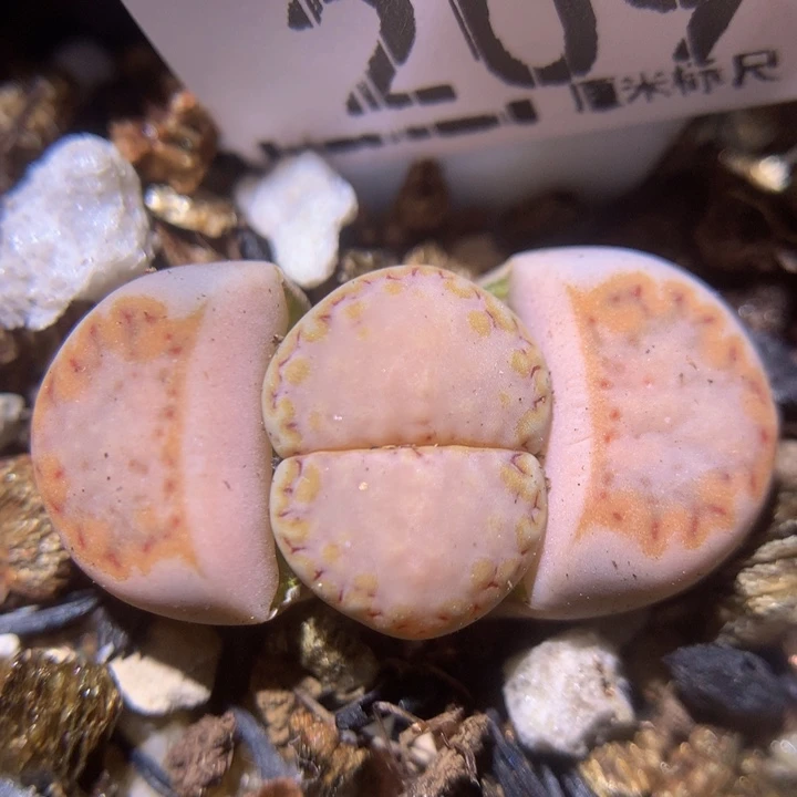 zz精品生石花209