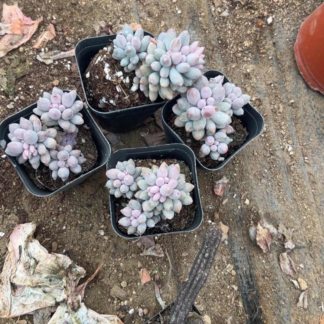 ゛****多肉植物多肉植物