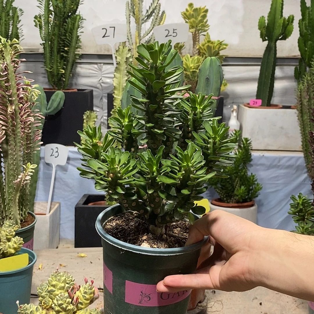 当前无花朵，栽培后可花朵无刺霸王鞭一物一拍