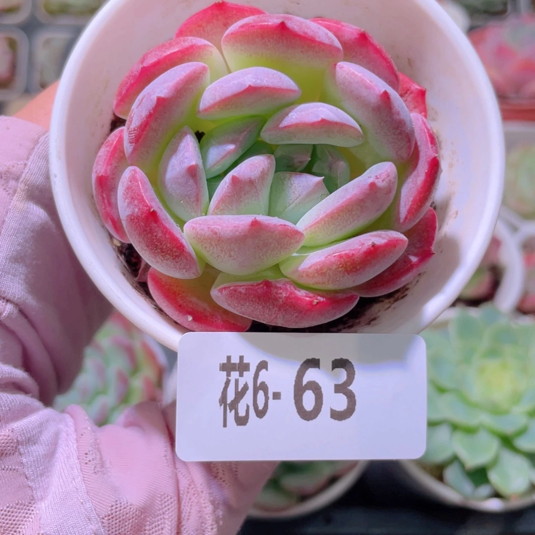 花利美6-63新品双心