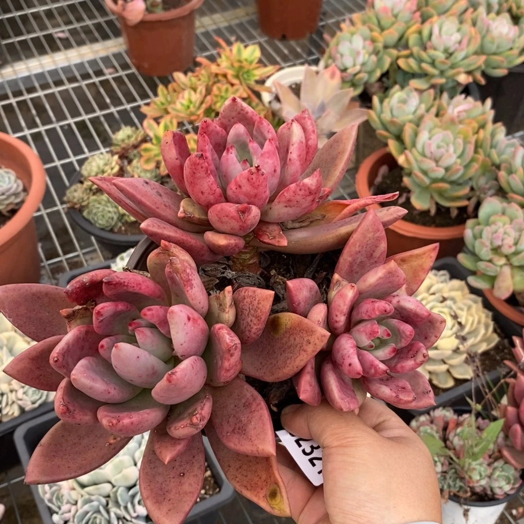 2321桃花源一物一拍