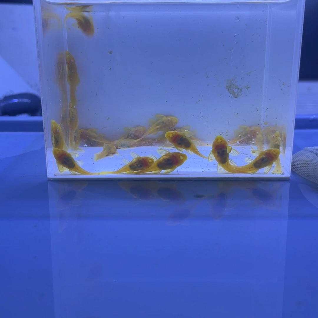 孔雀鱼胡子二十条开箱视频报损