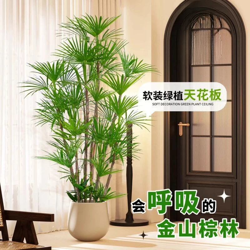 金山棕竹小叶盆栽室内外绿植棕榈苗耐旱耐寒植物室外盆景四季常青