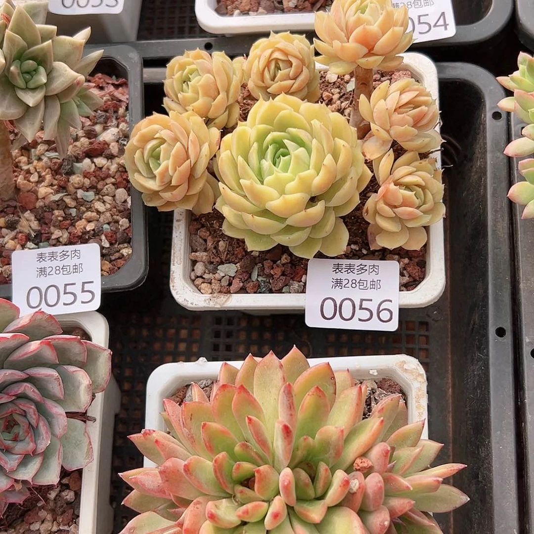 ****⁰多肉一物一拍植物0056