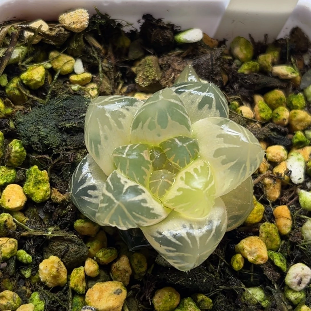 46糊斑龙爪玉露锦福利专场