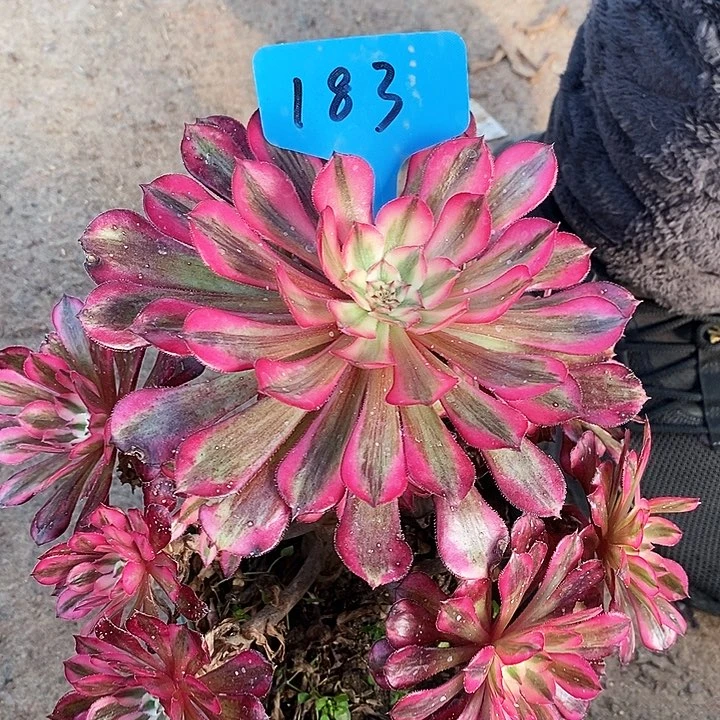 183 一课红红铜壶超白