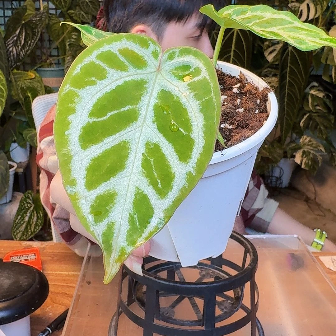 完全开放Y95超级银杂小钻石