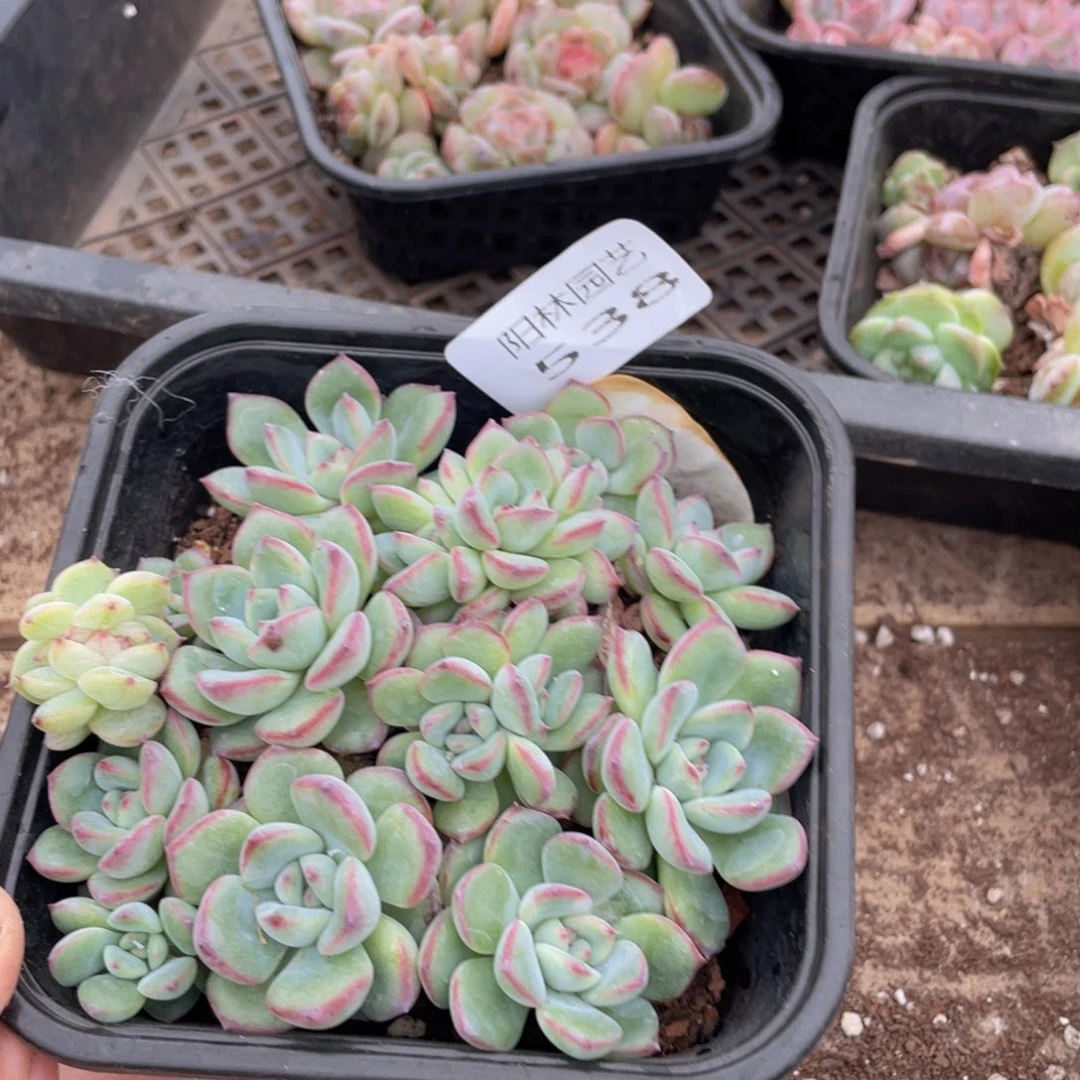 囡*花多肉植物多肉植物538