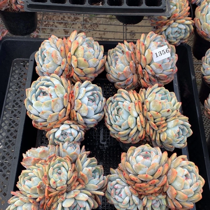 1356六个嗯嗯嗯嗯嗯嗯嗯嗯好喜欢