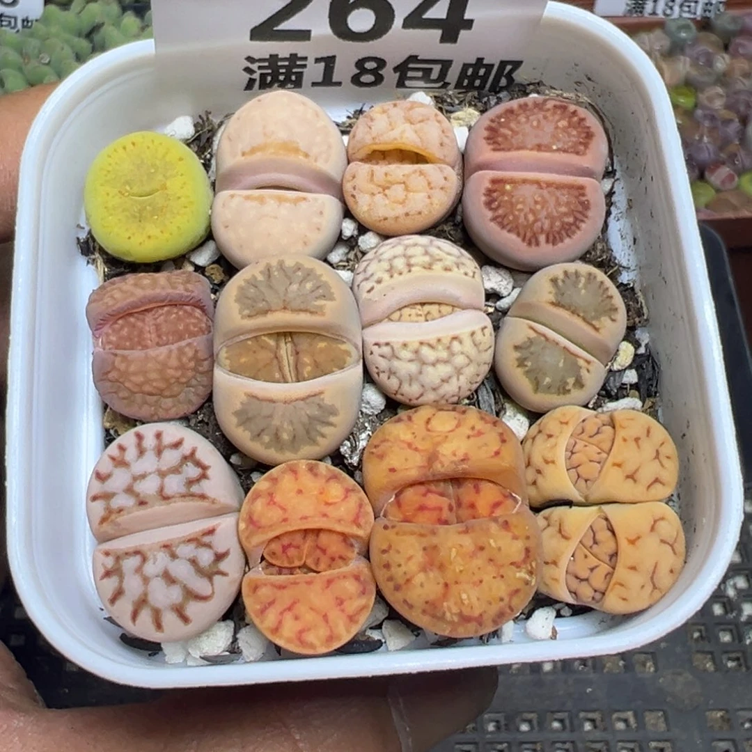 【闪购商品】 264。