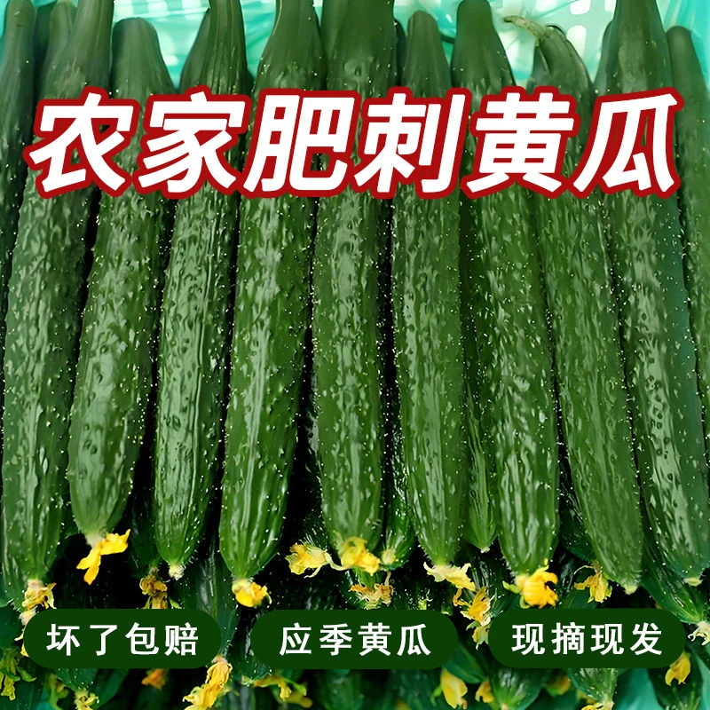 【特价抢5斤】新鲜绿瓤黄瓜脆甜带刺黄瓜凉拌生吃脆爽老品种长黄瓜