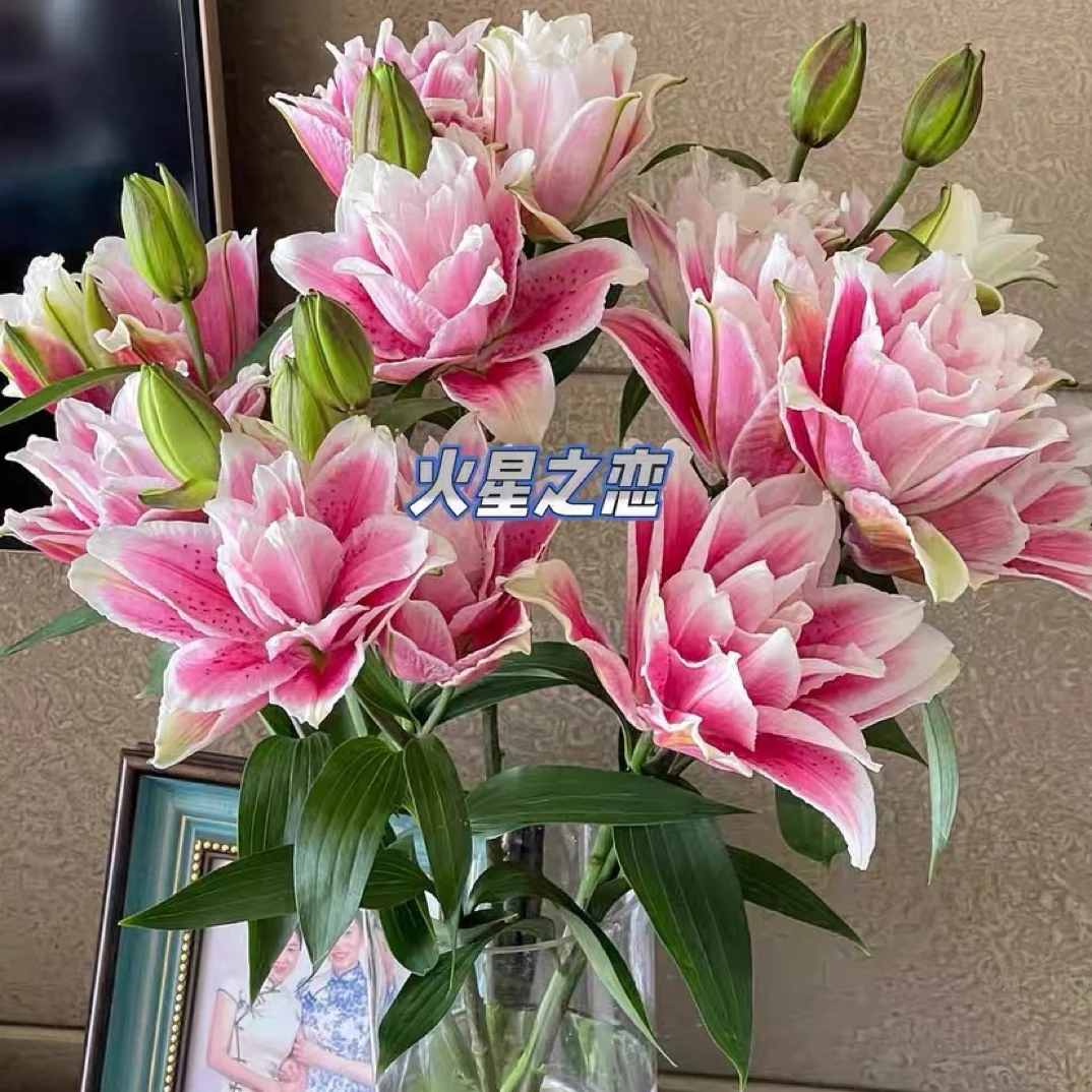 火星之恋重瓣百合包邮百合基地直供重瓣香水