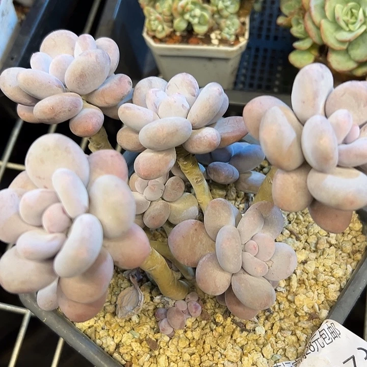 幸运的是我还没遇到过