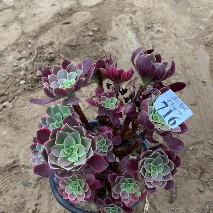 716金丝雀绣球1hao