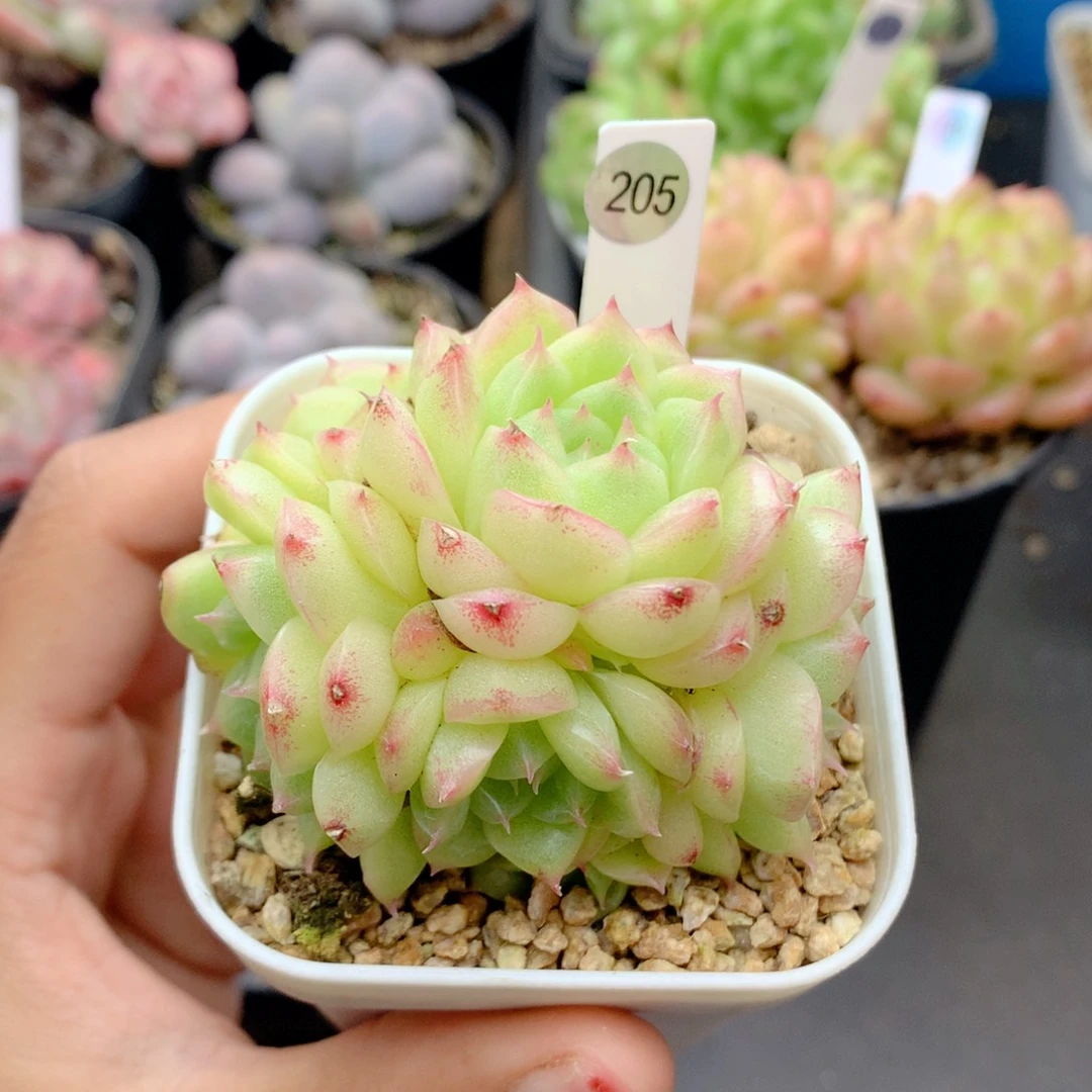 58包邮  群生不包整205