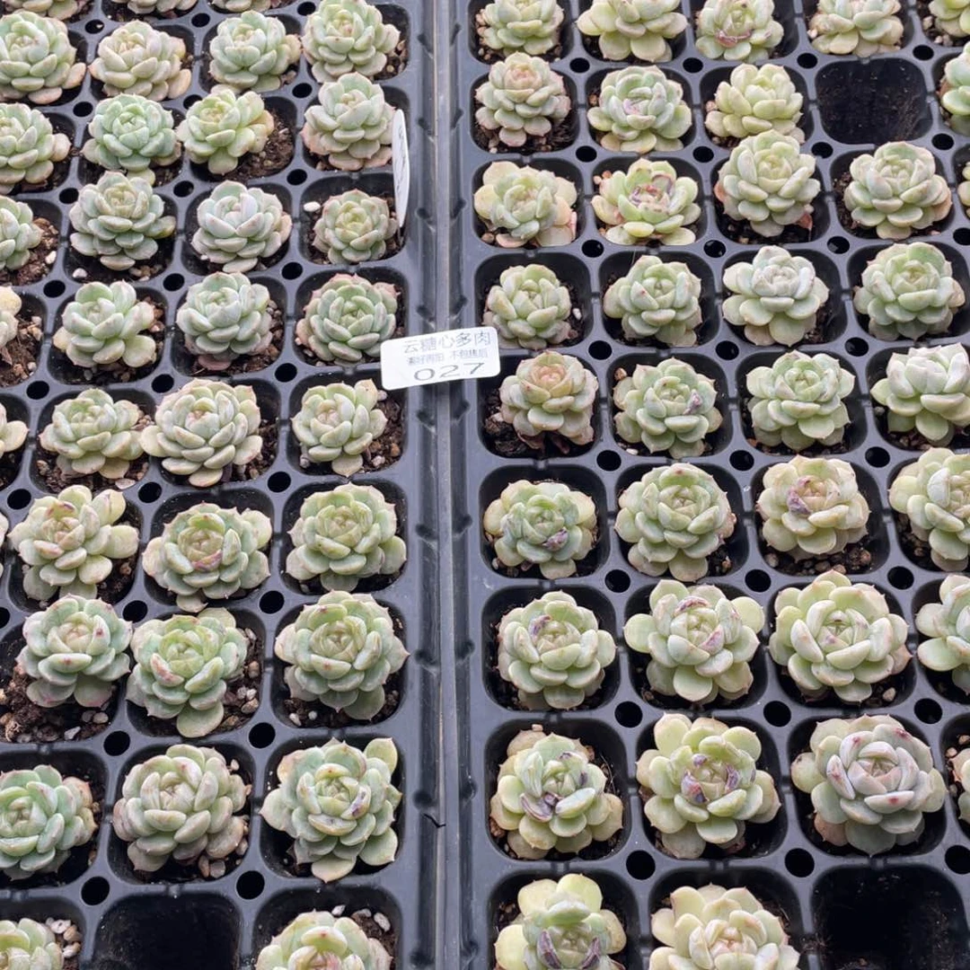 沅*云糖心多肉植物27