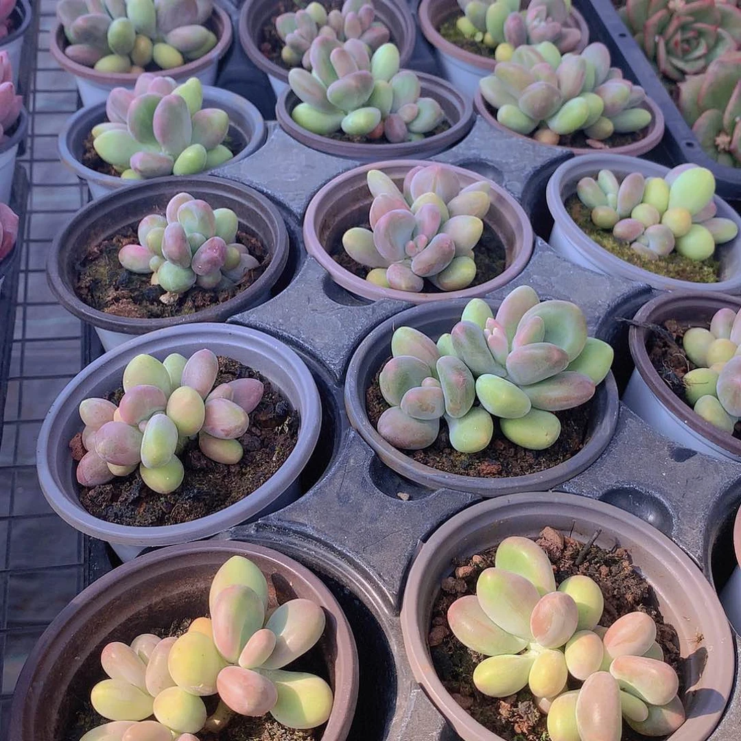 芒果奶2356788999000000