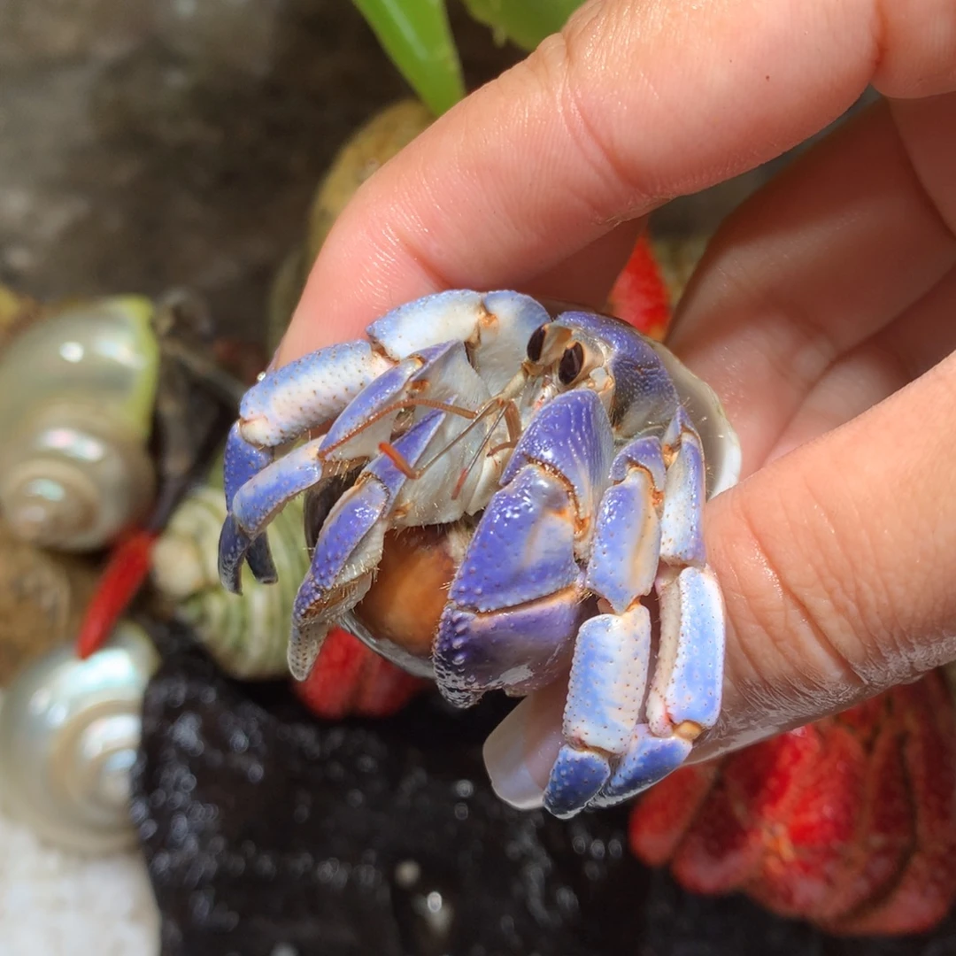 2.5 活体出售，不退不换12号