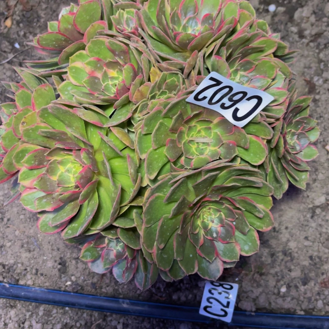 粉花妖16///—15包邮