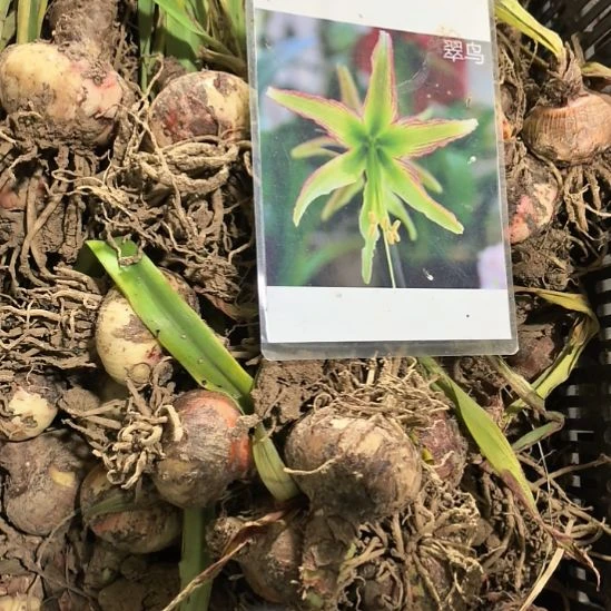 当前无花栽培后可以开花翠鸟4厘米裸根球