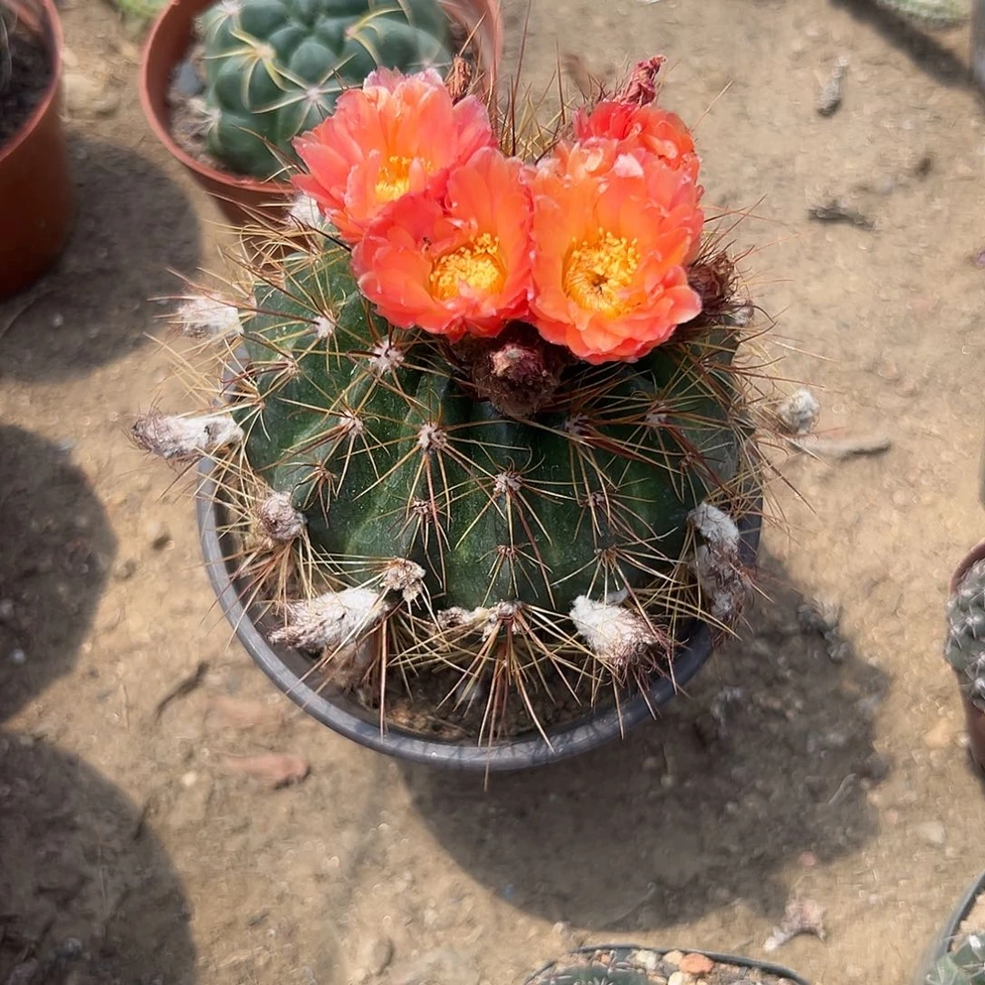 多肉植物成花晴王