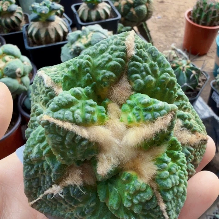 钞***利无花朵678自根大尤菜花牡丹锦