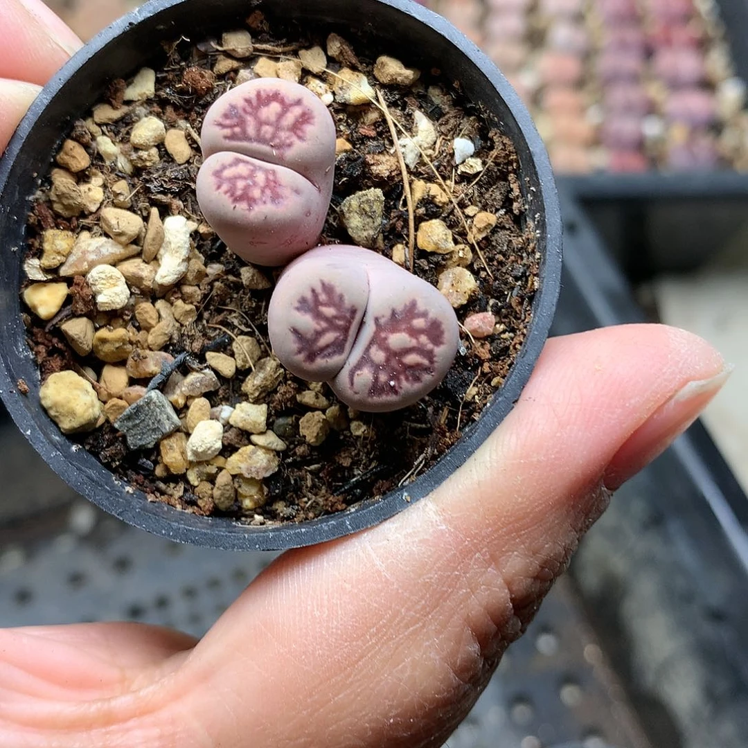 D102多肉植物保护