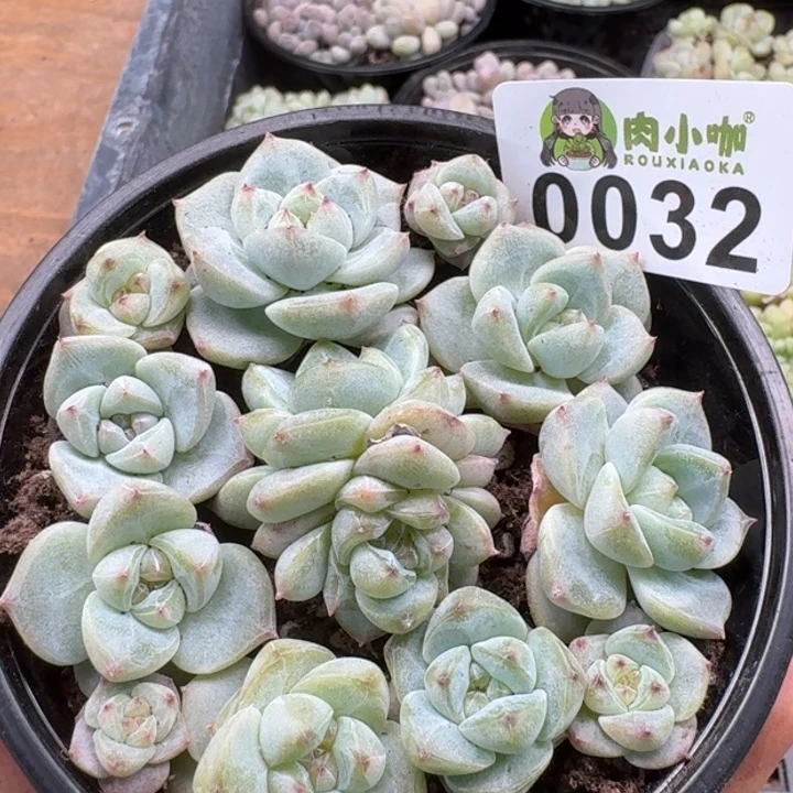 当前无花朵，栽培后可花朵多肉植物多肉植物