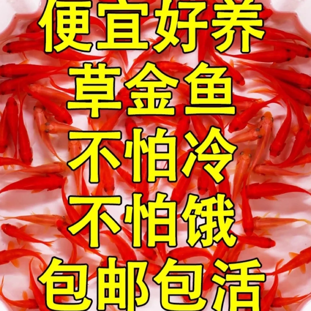 草金鱼活鱼锦鲤鱼苗观赏鱼淡水鱼冷水鱼小型耐活活体小金鱼红草金