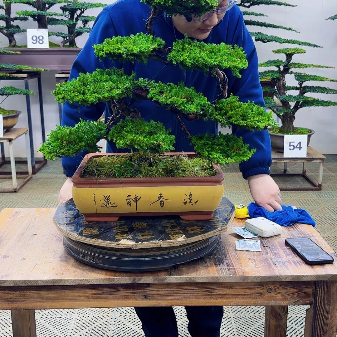 无花朵柏树造型盆景