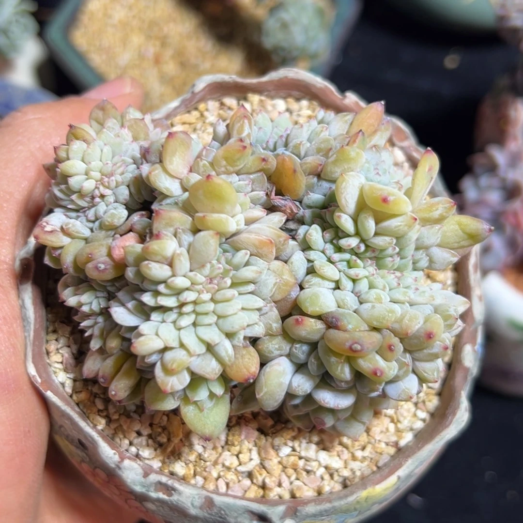 新年快乐 新年快乐