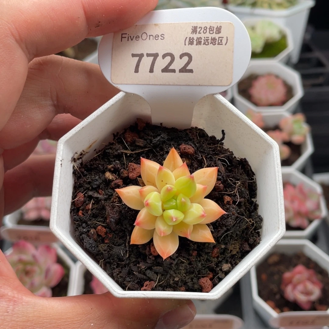 甲骨文7722-3.5厘米