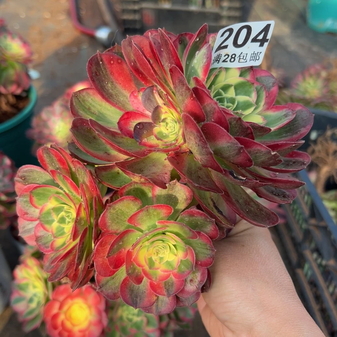 多肉植物204海仙的