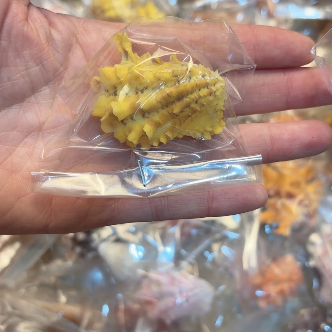 梅***子天然海螺标本福利