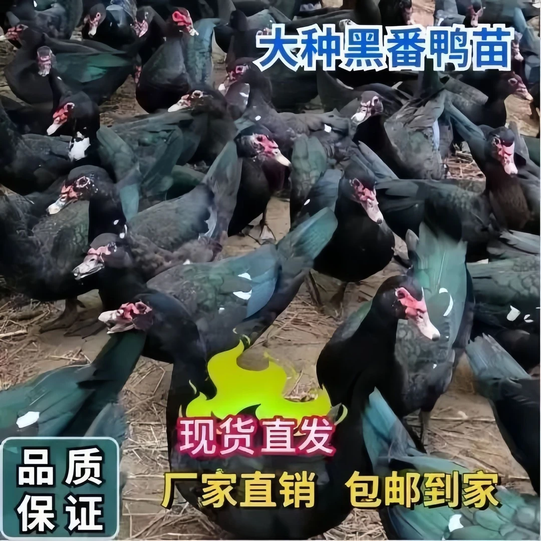 宠物鸭 黑番鸭 罗纹鸭35只【顺丰包邮】