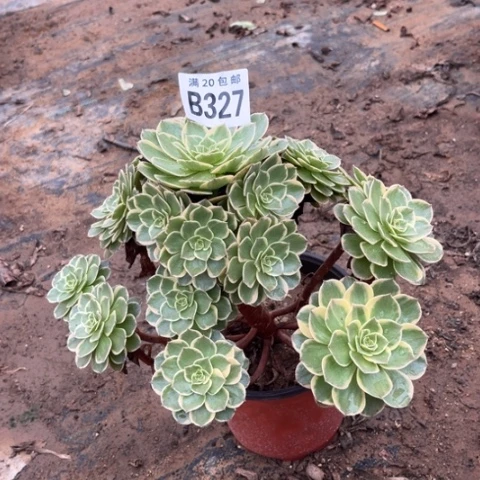 327粉花妖不包断枝