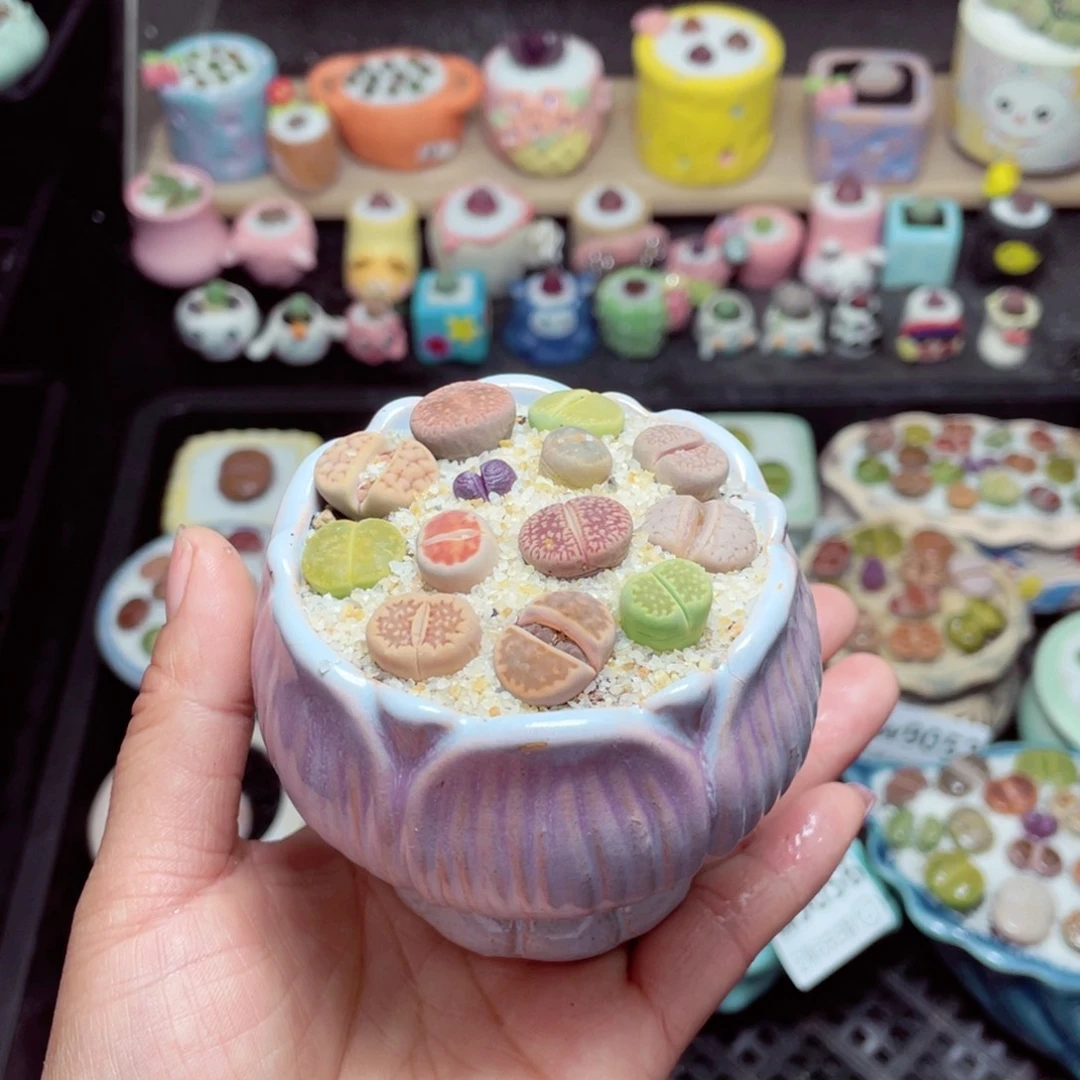 w9059 -零下地区拍保温箱-15支持寄养